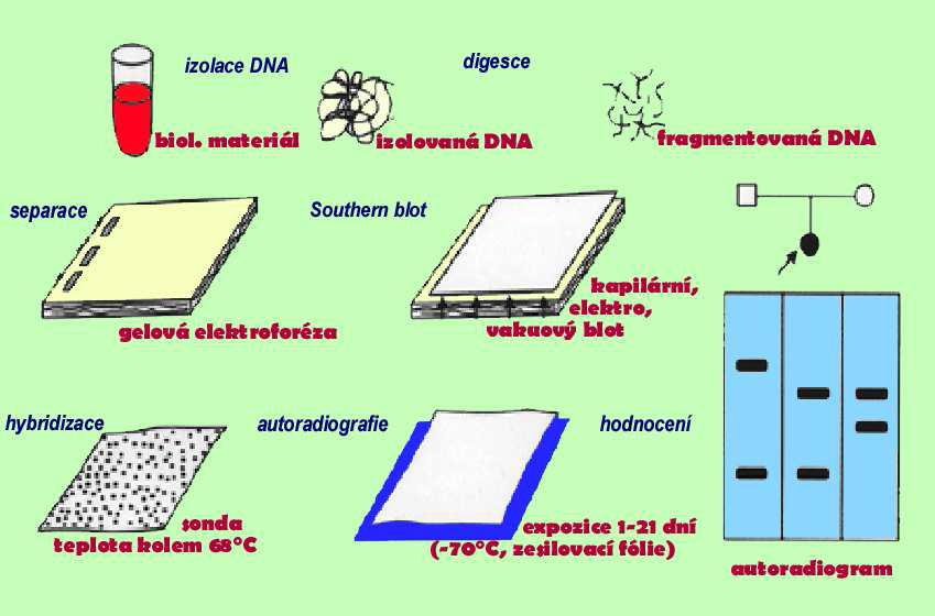 Southernův přenos (Southern blotting) Před přenosem fragmentů DNA na membránu předchází elektroforéza, která většinou následuje po působení restrikčních endonukleáz.
