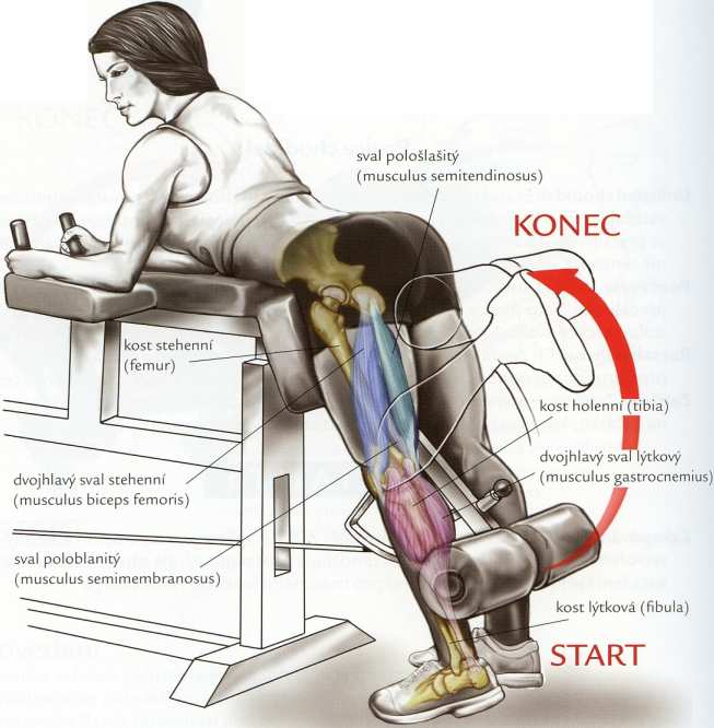 Prevedenie 1. Pätou jednej nohy sa zaprieme pod valček, zatiaľ čo druhá noha drží váhu tela. 2. Pritiahnutím päty smerom ku sedacím svalom a pokrčením kolena zdvihneme závažie. 3.