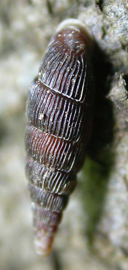 Macrogastra plicatula - řasnatka lesní;