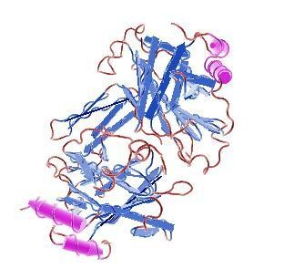 Obr. 2. Struktura lipoproteinu LipL32. Upraveno podle Vivian a kol. (2009). Některé lipoproteiny, např.