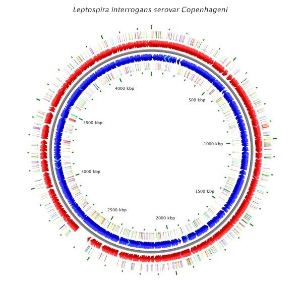 Obr. 3. Mapa genů bakteriálního chromozomu. Upraveno podle Bacterial Genome Atlas: http://wishart.biology.ualberta.ca/bacmap/cgi/getspeciescard.cgi?accession=nc_005823&ref=index_11.