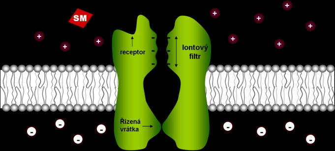 proteinu propustnost Ca 2+ iontů do buněk pacemakeru 12.