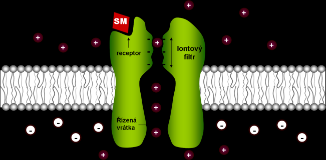 ionotropní receptor: Po navázání signální molekuly (SM) na receptorovou oblast kanálového proteinu dojde ke změně konfirmace kanálu.