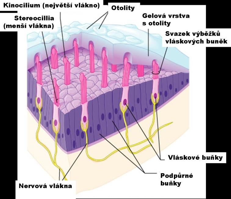 specializovaných transportních proteinů, tzv. přenašečů.