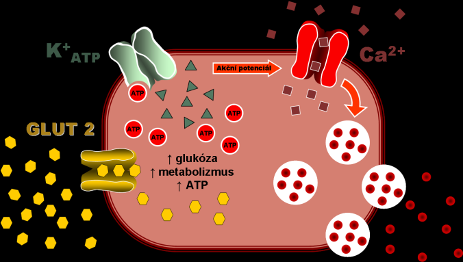GLUT 2: má nižší afinitu k hexózám - transport glukózy a dalších hexóz je pomalejší a probíhá až při koncentraci cca od 5,5 mmol/l.