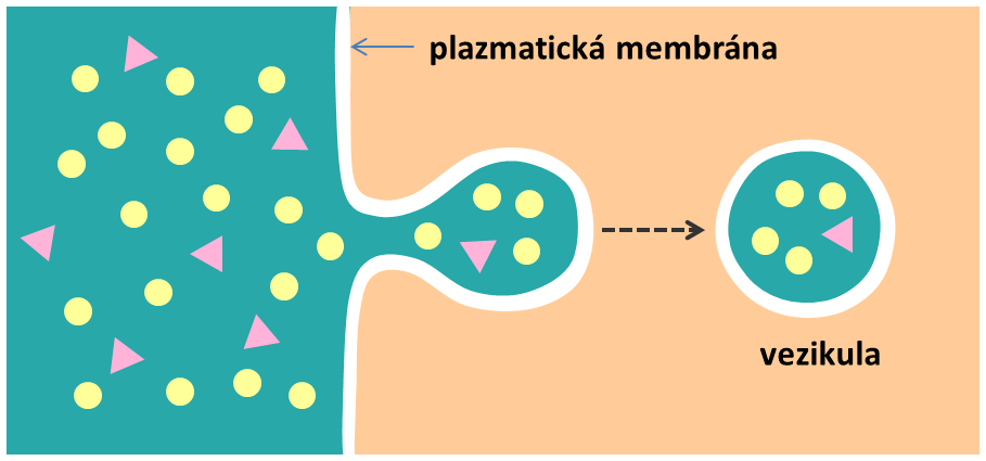 potravy) protony do memzimenránového prostoru. Tento gradient je využíván dalším specializovaným transportním proteinem - ATP syntázou k syntéze ATP. 2.5.