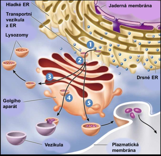 játrech; váže až 70% mědi v organismu; má oxidativně-enzymatickou aktivitu o albuminy bílkoviny syntetizované v játrech a vyskytující se hl. plazmě, ale také tkáňovém moku a ve svalech.