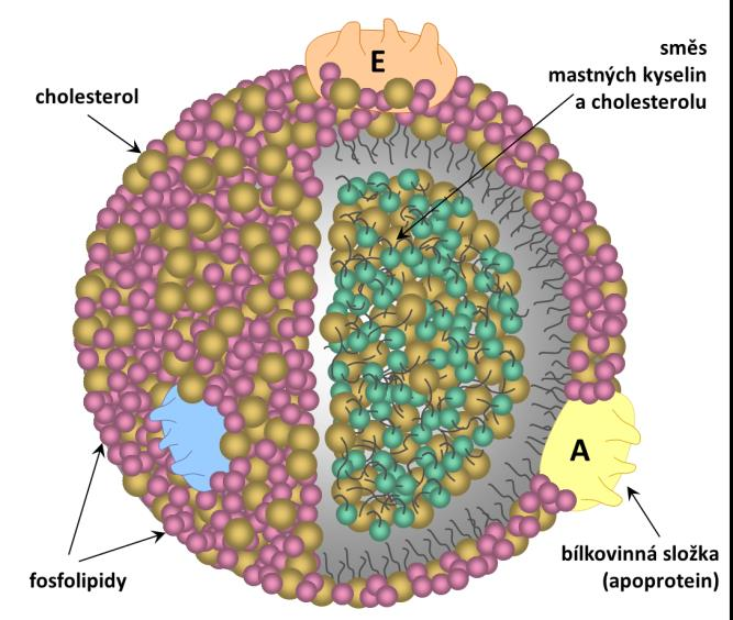 acetylcholin, histamin, serotonin, noradrenalin aj. Lipoproteiny = sférické útvary podobné membránovým vezikulám (obr. 2.20.).