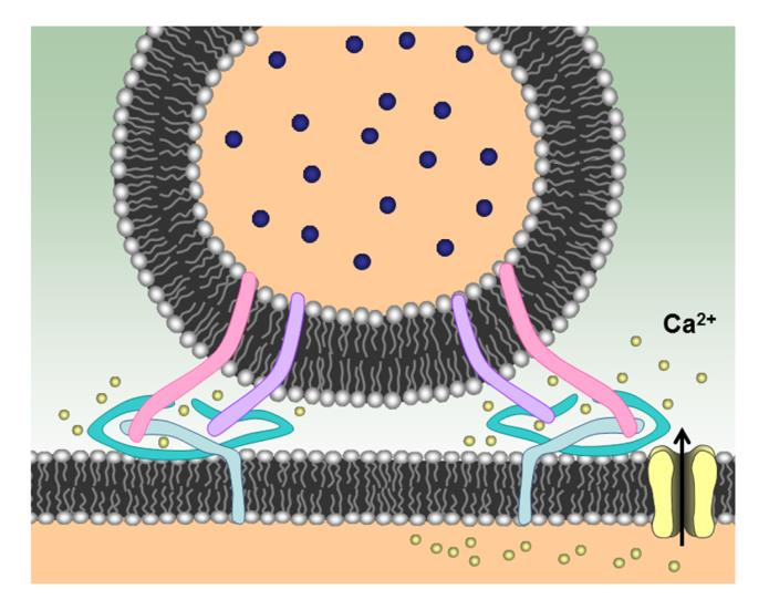 Receptory: rozpoznávají částici určenou k transportu a iniciují receptorovou endocytózu Klatrin (clathrin): proteiny vystýlající endocytózový váček (obr. 2.21.