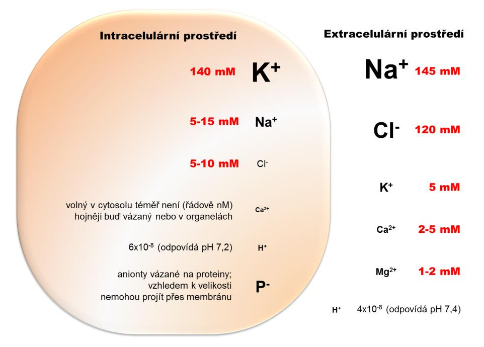 zase dokáží udržovat řízený gradient koncentrace některých látek mezi jejich obsahem v cytoplazmě a vnitřním prostředím konkrétní organely. Obr. 2.2. Rozložení iontů na buněčné membráně.