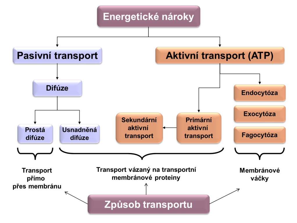 2.2. Obecné principy buněčného tansportu K vytvoření, udržení popř.