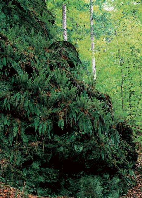 století byly lesní porosty ãásteãnû pfiemûnûny na smrkové monokultury, které jsou málo odolné proti vlivûm podnebí (námraza, sníh, vítr) i Ïivoãi n m kûdcûm a houbov m chorobám.