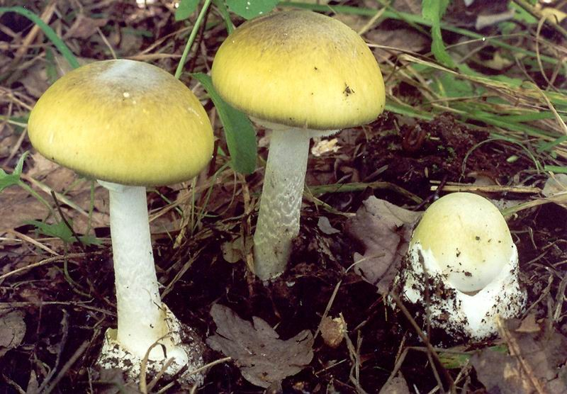 a bílé, muchomůrky jarní, muchomůrky jízlivé, dále jedy čepičatky jehličnanové a některých malých druhů bedel.