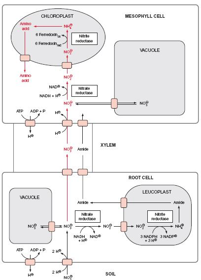 K asimilaci NO3 - dochází u bylin převážně v listech, kam jsou dusičnanové ionty transportovány xylémem, u dřevnatých rostlin je významnější asimilace dusičnanových iontů kořeny.