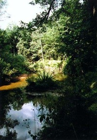 Stará řeka Rezervace 48 57'19.93"N 14 51'41.57"E Stará řeka je původní koryto Lužnice v okolí Třeboně.