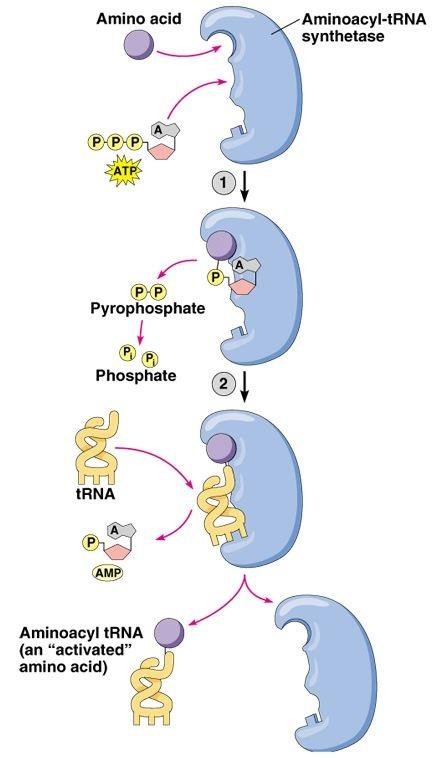 Rozpoznávání trna specifickou aminoacyl-trna synthasou u E.