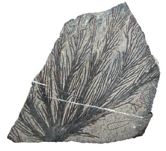 Pochází ze souboru map brdského kambria autora V. Havlíčka a je součástí rukopisného fondu archivu. Obálka 5. ročníku Mineralogickogeologické bibliografie Československé republiky. (viz přehled níže).