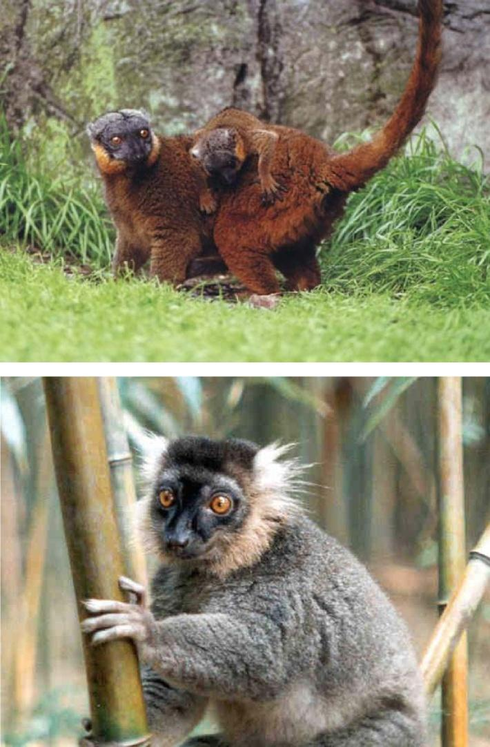 Lemur