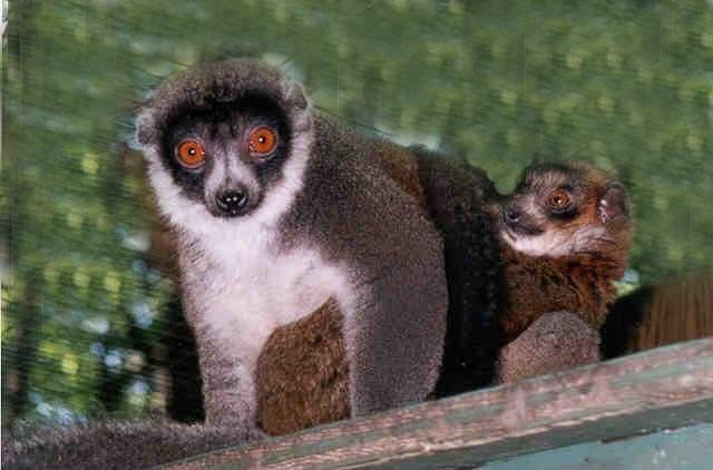 Lemur