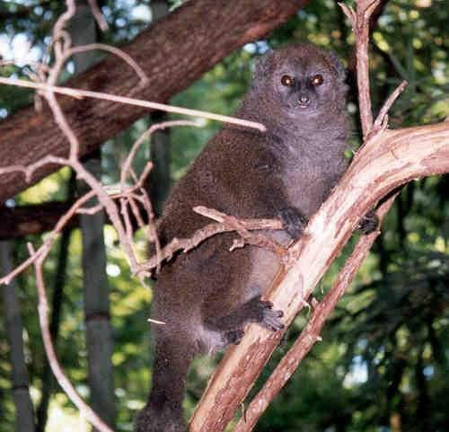 Lemur šedý -