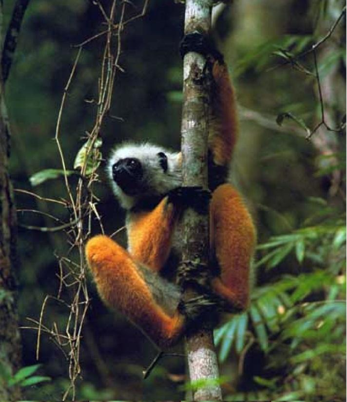 Sifaka