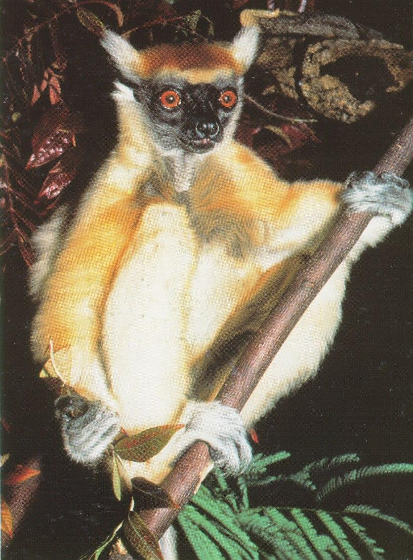 Sifaka