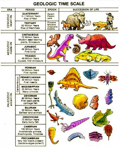 Definice: Biologická evoluce Čas z latiny evolutio = vývoj, Biologická evoluce je