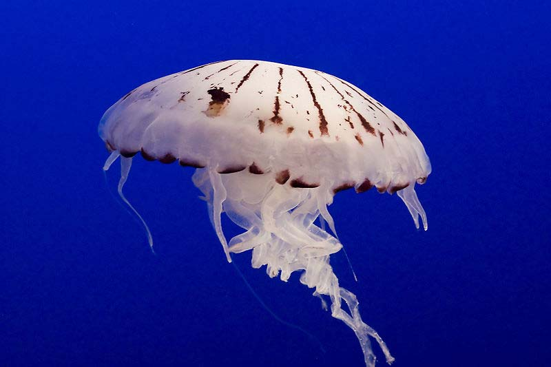 medúzovci (Scyphozoa) Převládá stádium medúzy (scyphomedúza) Větvená gastrovaskulární soustava větvené radiální chodby Na obvodu zvonce přívěsky rhopalia, ve kterých jsou koncentrovány