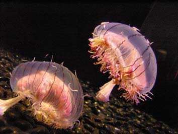 polypovci (Hydrozoa) Většinou převládá stádium polypa Hydropolyp jednoduchá stavba, drobný pučením vznikají kolonie