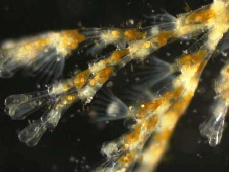 nezmaři - Hydroida polypovci - Hydrozoa trubýši - Siphonphora Gastrovaskulární soustava čtyři radiální chodby spojené okružní