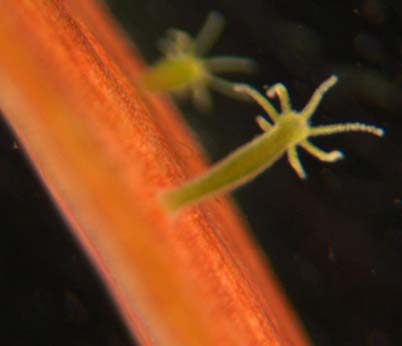 polypovci (Hydrozoa) nezmaři (Hydroida) Sladkovodní i mořští Vysoká regenerační