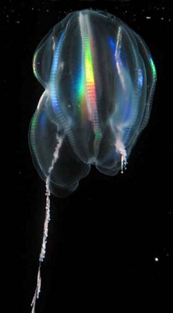 Žebernatky - Ctenophora žahavci Eumetazoa Stavba těla připomíná gastrulu Mořští dravci, velikost cm 1,5m Pohyb pomocí