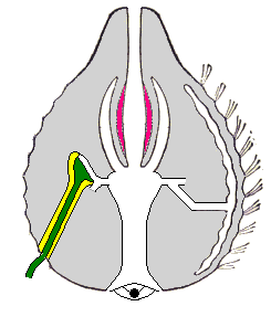 pohyb Po stranách těla dvě pochvy pro pár chapadel lepivé buňky (kolocyty = colloblasty) k zachycení potravy