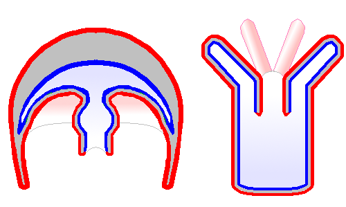 gastrulovitá stavba těla, dvě základní formy Polyp přisedlý nožním terčem, okolo ústního otvoru chapadla Medúza
