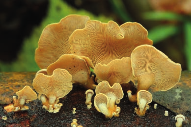 10 POZNÁVÁME JARNÍ HOUBY hřibovité houby, zejména tzv. pravé hřiby, které se objevují na vyhřátých lokalitách již počátkem května, např.