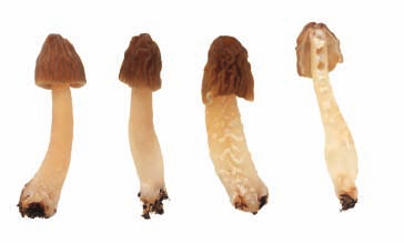 Přestože vzhledem ke své ekologii a době růstu je jejich záměna za jedovaté druhy nepravděpodobná, jsou známé případy záměny smržovitých hub zejména za jedovatý ucháč obecný (Gyromitra esculenta),