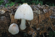 2 Charakteristika některýc h skupin hub rostouc í C h v jarním období 25 ník obecný roste velmi hojně od dubna do listopadu na silně pohnojených travnatých místech, v zahradách nebo na okrajích lesů.