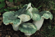 Holubinky patří mezi mykorizní druhy hub, vázané na různé druhy jehličnatých i listnatých dřevin.
