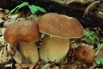 32 POZNÁVÁME JARNÍ HOUBY tek slunečního světla. Až na ojedinělé výjimky jsou všechny hřibovité houby mykorizní, vázané na určité dřeviny, takže je důležité znát vždy mykorizního partnera daného druhu.