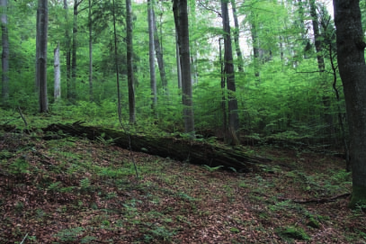 4 b iotopy, ve kterýc h můžeme nalézt houby rostouc í v jarním období 39 Boubínský prales PB 4.3 Jehličnaté lesy Jehličnaté lesy jsou typem lesa, kde jehličnaté stromy tvoří 75 90% podíl všech stromů.