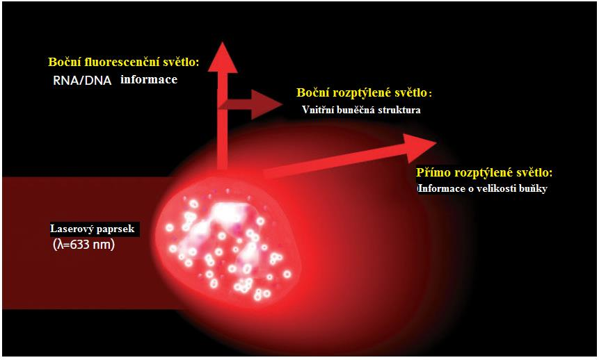 1 Teoretická část Obrázek č. 5: Princip fluorescenční průtokové cytometrie [převzato a upraveno dle 20, s. 2; 9, s. 96] K detekci bočně či přímo rozptýleného světla využíváme velmi citlivé fotodiody.