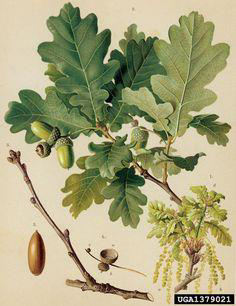 Dub letní (Quercus robur) Rozlišova í z ak