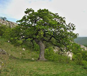 Du pýřitý Quercus pubescens