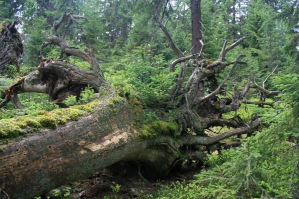Smrk ztepilý (Picea abies)