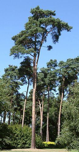 Borovice lesní Pinus sylvestris