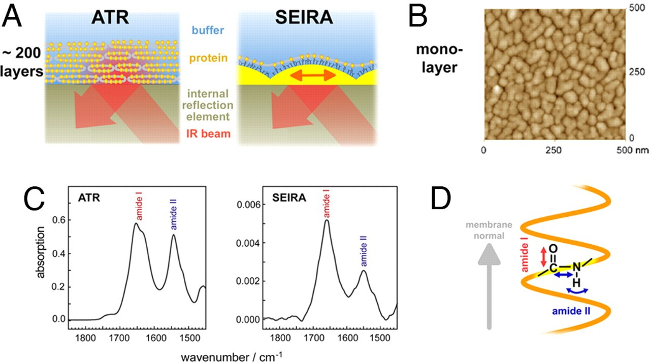 Infrared spectroscopy on membrane proteins. Jiang X et al.