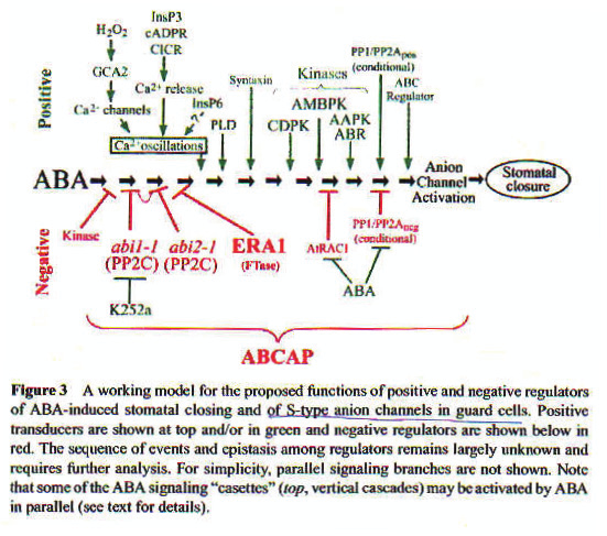 ABA - aktivace kanálů
