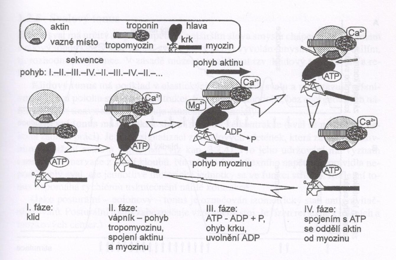 POHYB A JEHO VÝKONOVÉ ORGÁNY Obrázek 3 Interakce aktinu a myozinu, která vede posunu těchto vláken (Trojan, 2001) Spolupráci aktinu a miozinu, vedoucí k posunu těchto vláken, zajišťují čtyři fáze.