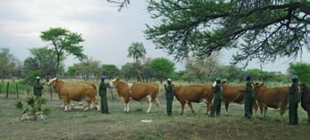 V kravách zvítězila dojnice HARANG, na prvních sto dnech druhé laktace nadojila 3515 kg mléka s obsahem tuku 5,1% a obsahem bílkovin 3,24 %. Otcem zvířete je DIONIS a otcem matky GILB.