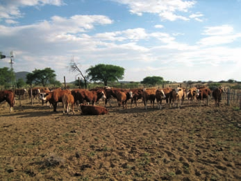 intenzitních, tak i extenzivních systémech produkce mléka v podmínkách Jihoafrické republiky. Dr.